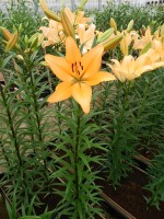 [4053 Indian Diamond EVR No01.JPG]